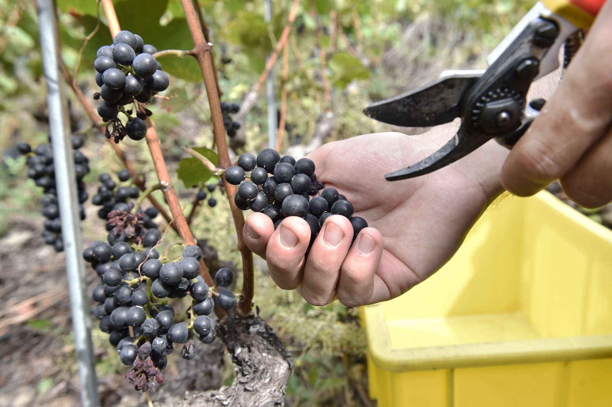 Toutes les vignes seront-elles vendangées? La question peut se poser dans un contexte tendu et inédit pour les producteurs de raisins.
