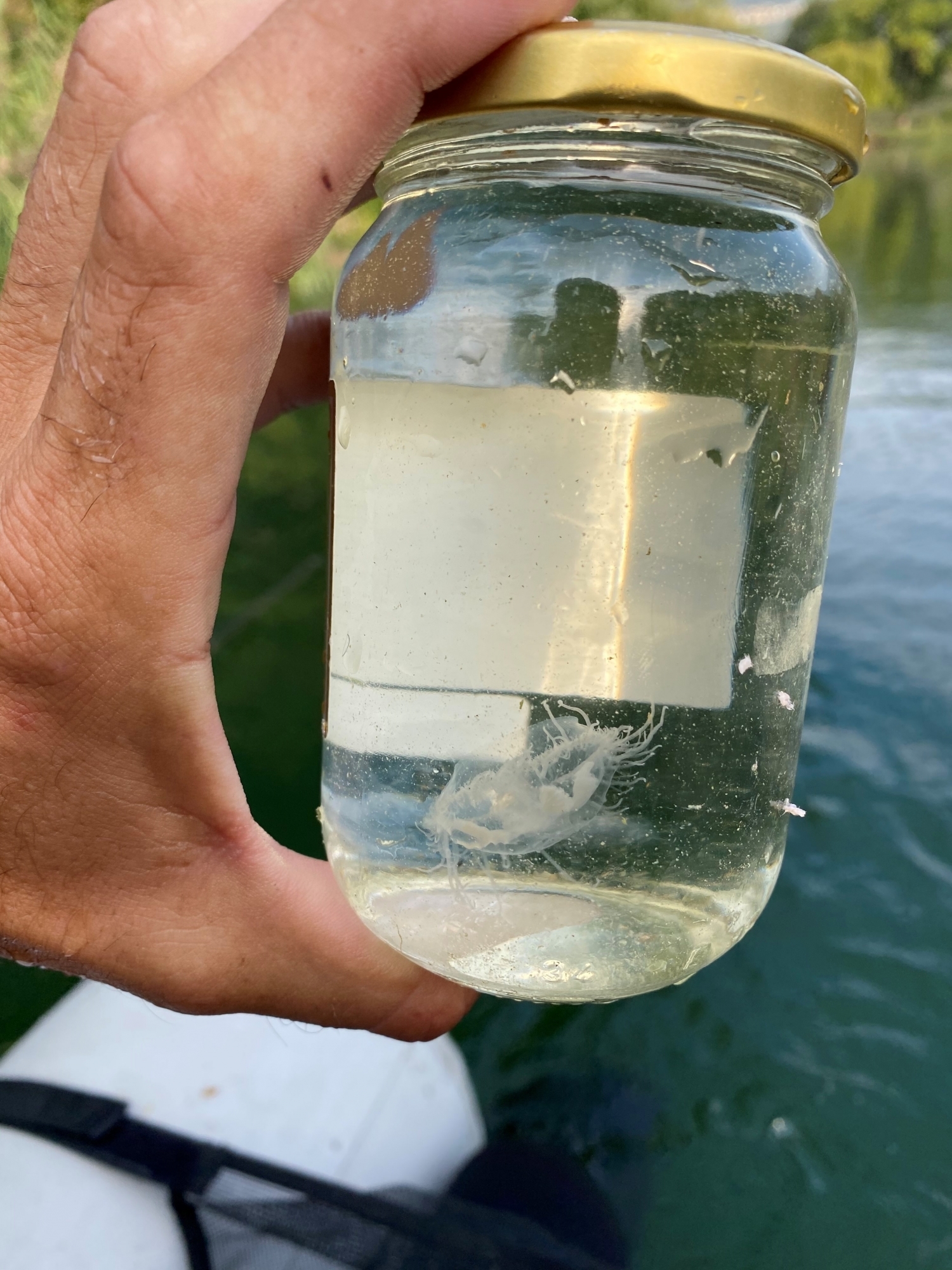 Les méduses retrouvées aux Iles sont inoffensives et se développent quand la température de l'eau atteint les 25 degrés.