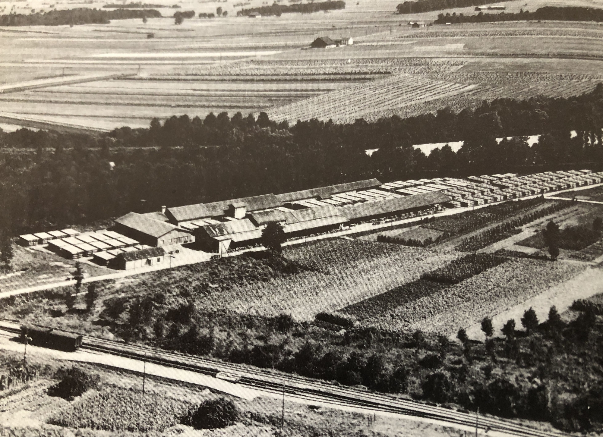 Le  séchoir à tabac industriel de Vouvry dans les années cinquante.